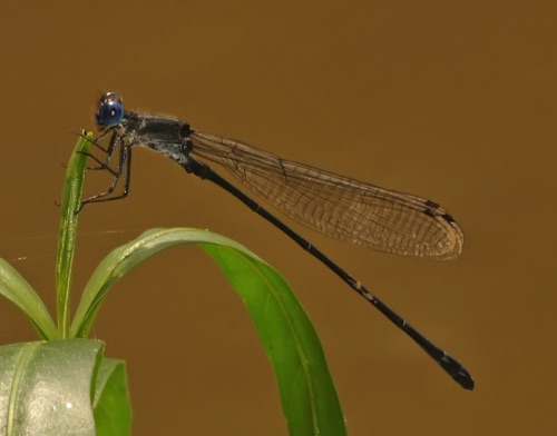 Male
2014_08_30_Floyd Male
2014_08_30_Floyd